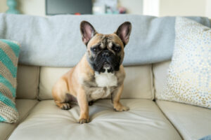 Read more about the article Top 10 Must-Have Accessories for French Bulldog Owners