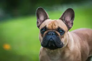 Read more about the article Understanding French Bulldog Behavior: Insights into Frenchie Personality