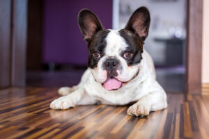 Read more about the article French Bulldog Health Guide: Keeping Your Frenchie Happy and Healthy