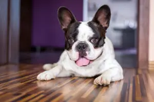 Read more about the article French Bulldog Health Guide: Keeping Your Frenchie Happy and Healthy