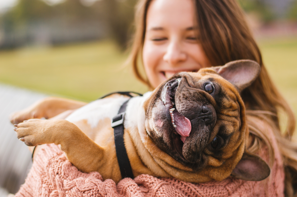 Read more about the article French Bulldog Fun: Exploring the Playful Side of Frenchies