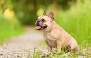 Read more about the article French Bulldog Care 101: Essential Tips for Frenchie Owners