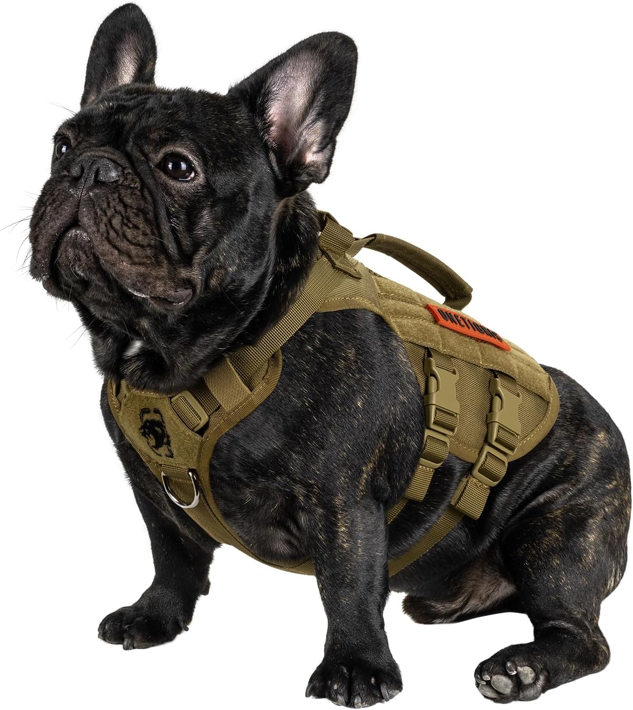 Read more about the article French Bulldog Exercise Ideas: Keeping Your Frenchie Active and Fit