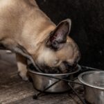 “How to Choose the Best Food for French Bulldogs with Sensitive Stomachs”