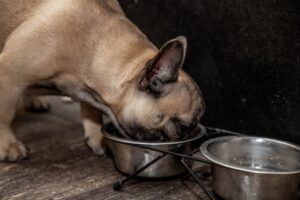 Read more about the article “How to Choose the Best Food for French Bulldogs with Sensitive Stomachs”