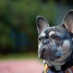 Top 3 Fun and Safe Activities for Your Frenchie: Keep Your French Bulldog Happy and Healthy!