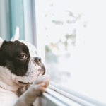 Can French Bulldogs Be Left Alone? Managing Separation Anxiety in Frenchies